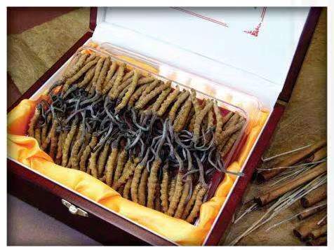 江永冬虫夏草回收